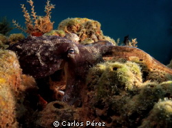 "Eye" cephalopod mollusc  Like a Painting by Carlos Pérez 